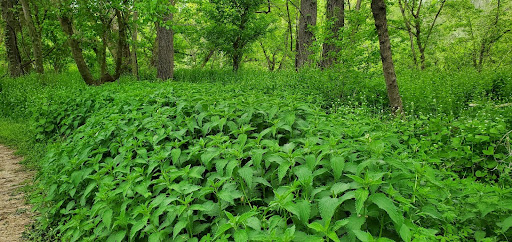 Tapping into the Power of Nature's Energy: How to Harness It for Growth and Renewal