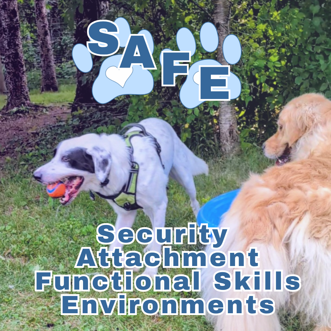 2 dogs enjoy spending time near a small kiddy pool, text states: Security, Attachment, Function, Environment; SAFE