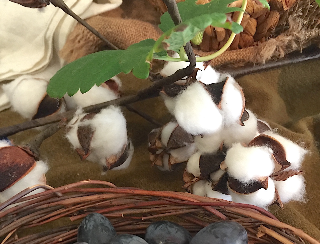 The Jiménez family picked cotton throughout California during the harvest season in hopes of saving enough money to see them through the winter. A story prop idea for THE CIRCUIT by Francisco Jimenez, from LitWits Workshops