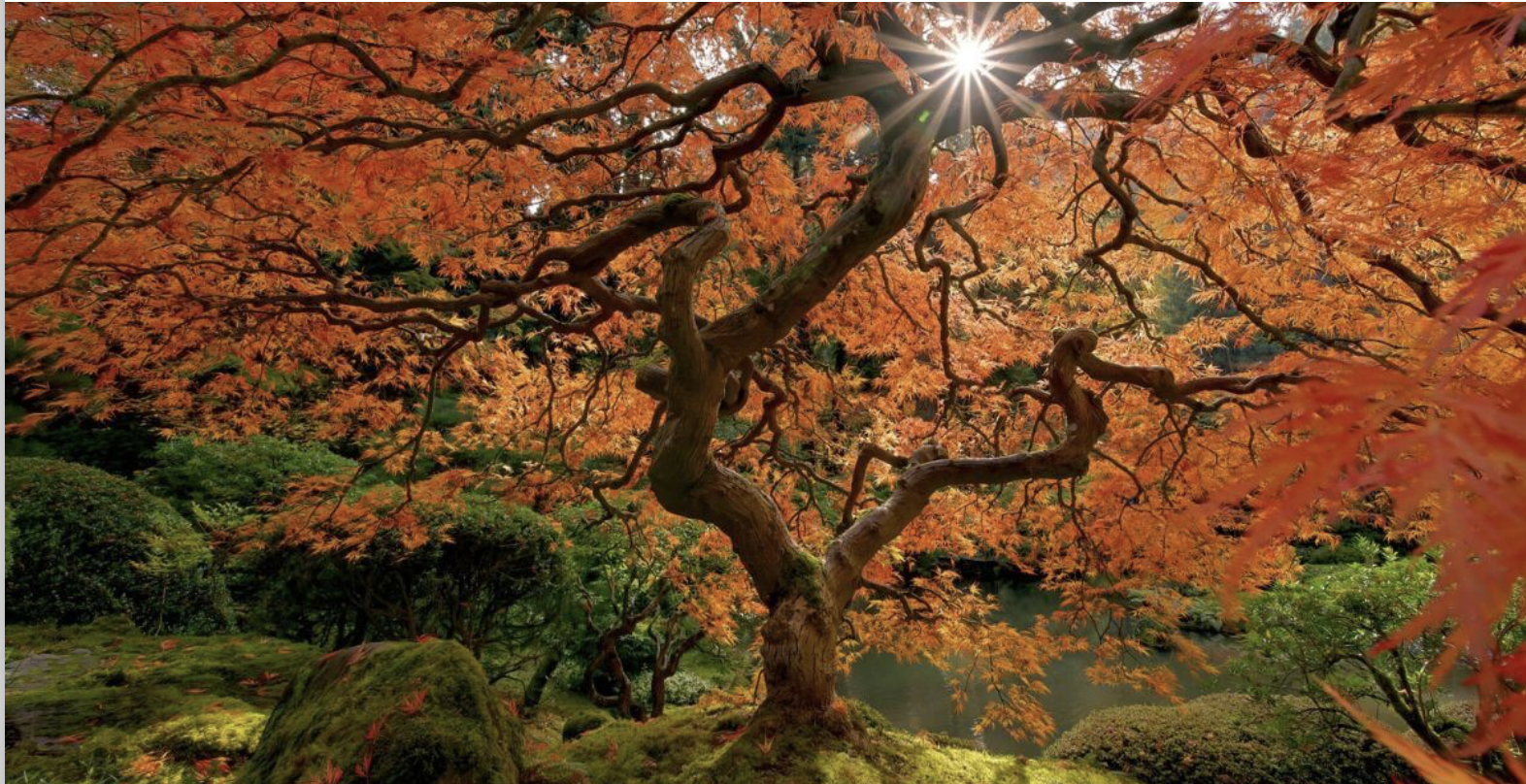 imperfectly perfect beautiful tree - Neurodiversity