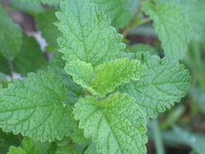 Picture of Lemon Balm plant