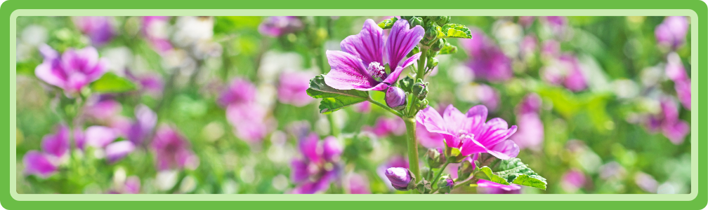 Smakelijke bloemen van kaasjeskruid