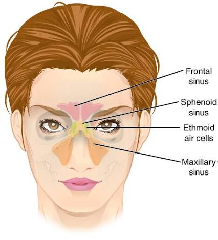 Sinuses in the head