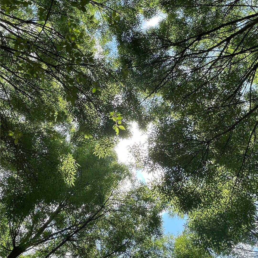 Branches d'arbres aux feuilles vertes prises en contre-plongée derrière lesquelles on distingue des rayons de soleil et des bouts de ciel bleu