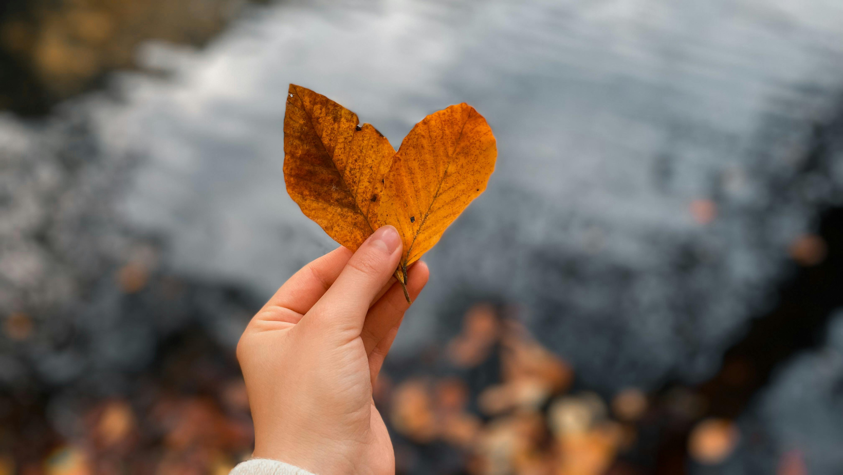 feuille d'automne