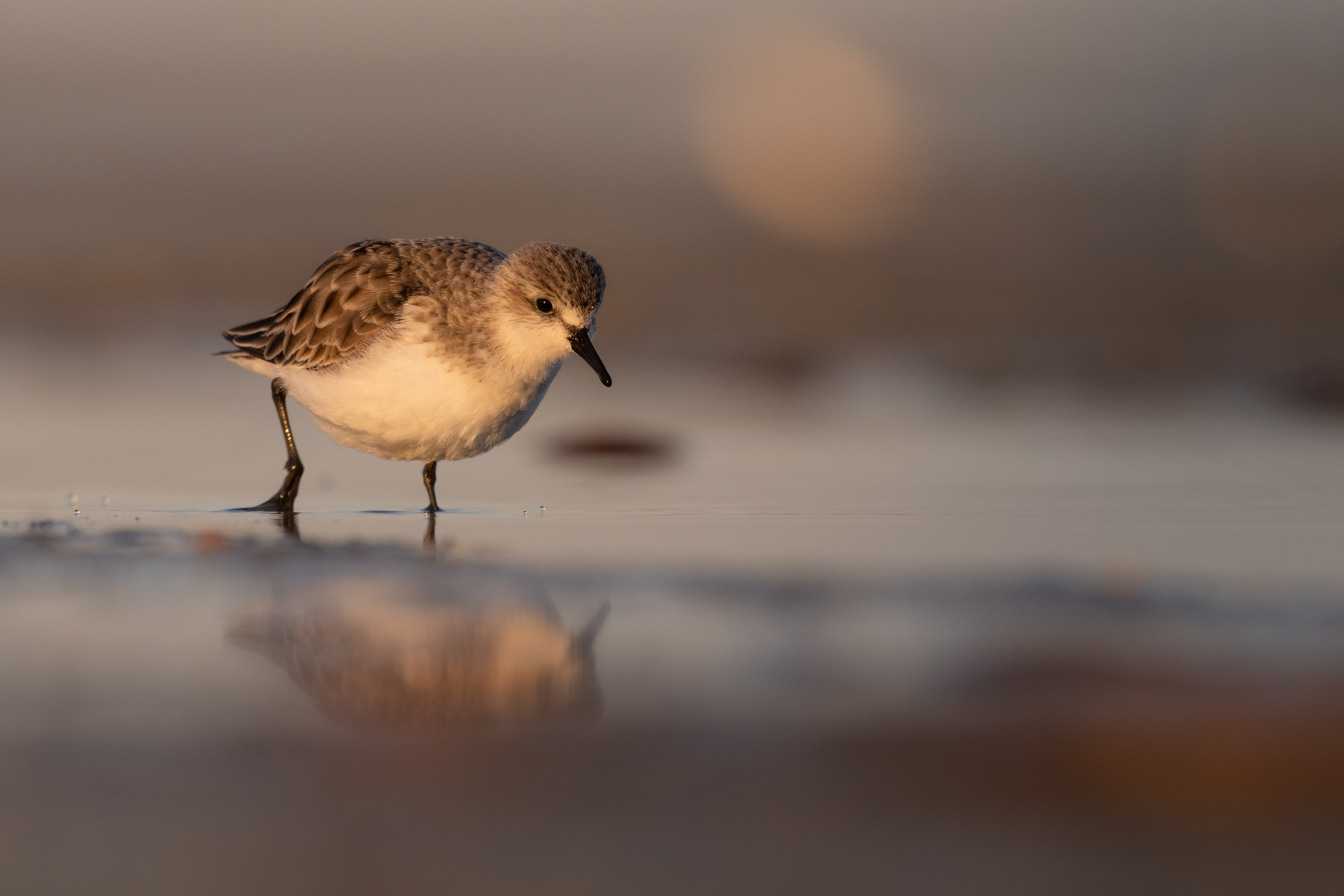 sandpiper