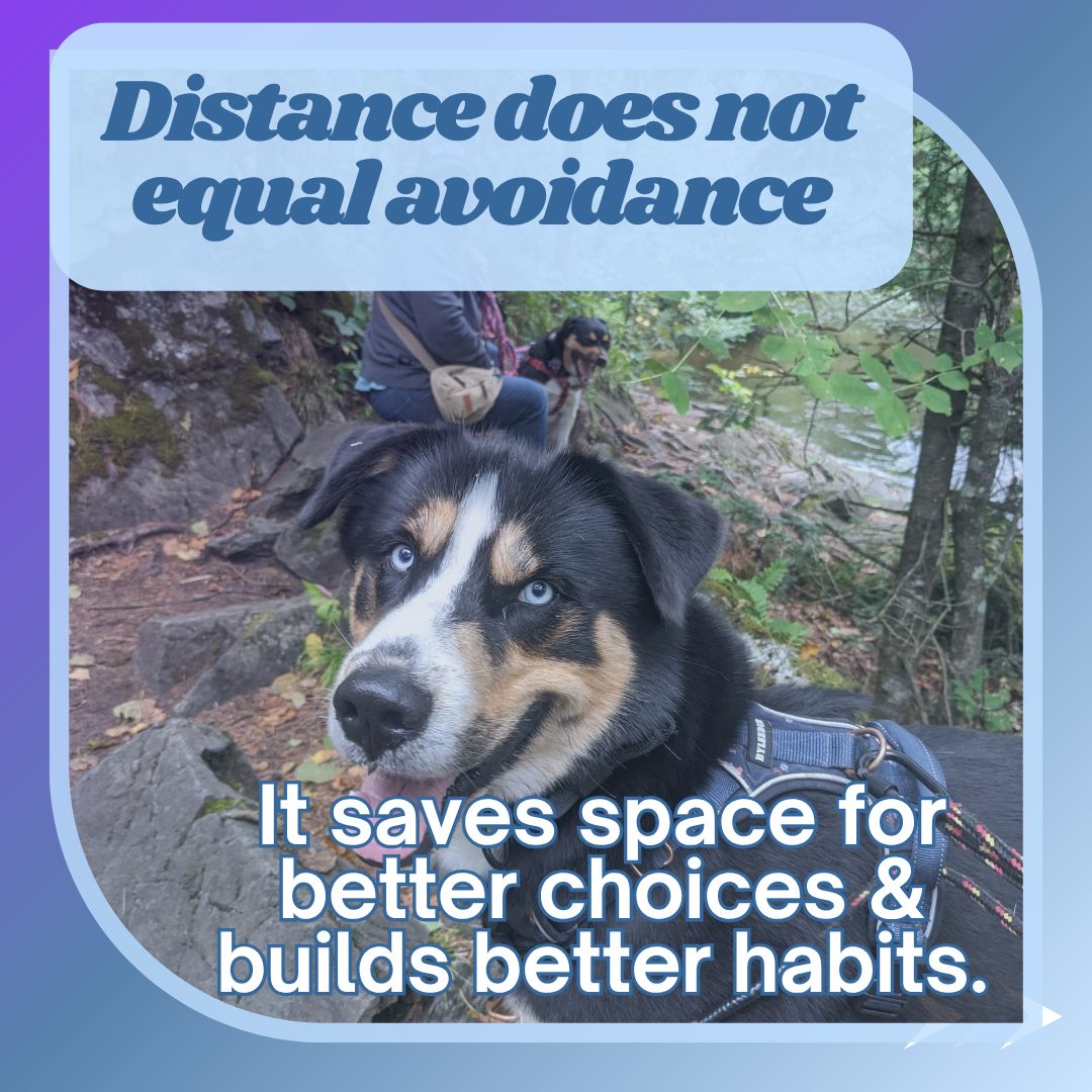 A dog in the woods, looks back at his human. Text reads, "Distance does not equal avoidance, it saves space for better choices & builds better habits.