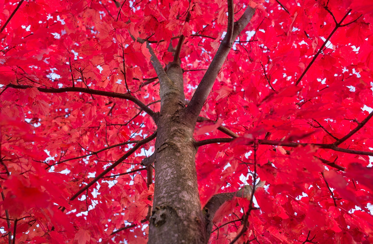 Image of red maple by Rudy and Peter Skitterians from Pixabay