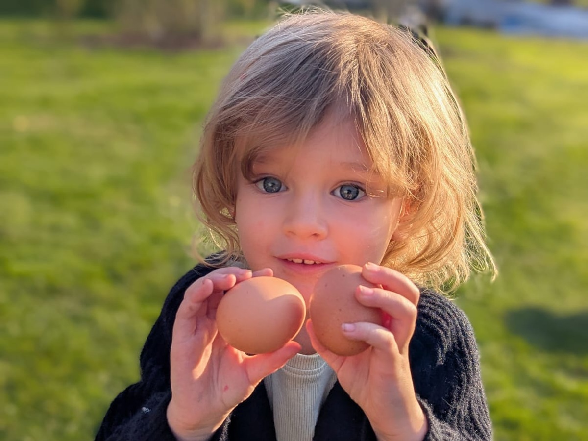 Child holding fresh chicken eggs collected from the henhouse during a family visit to the farm in France.