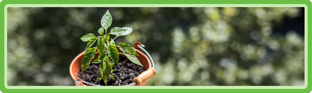 Planten acclimatiseren