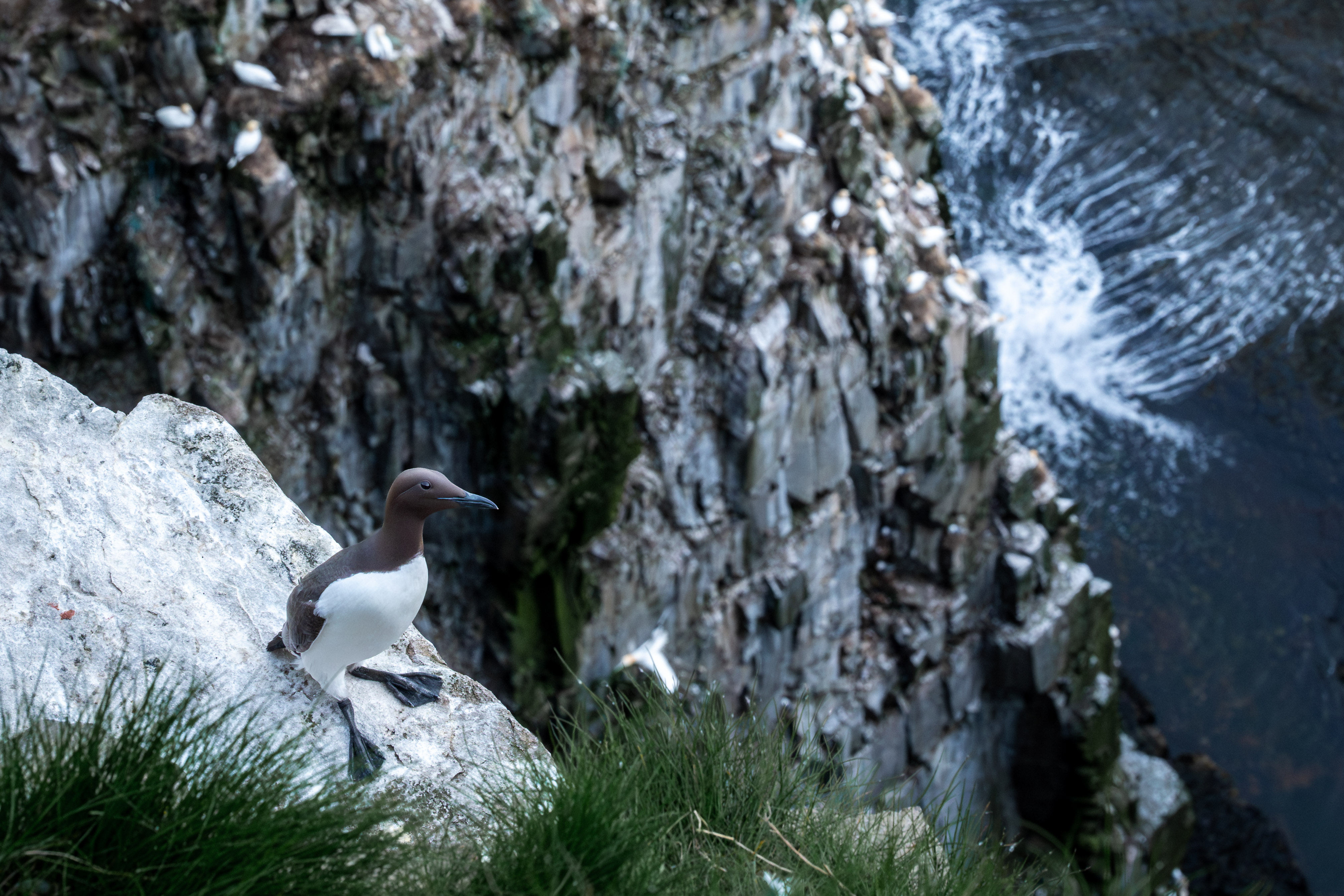 common murres