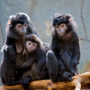 coregulation in Filipino families