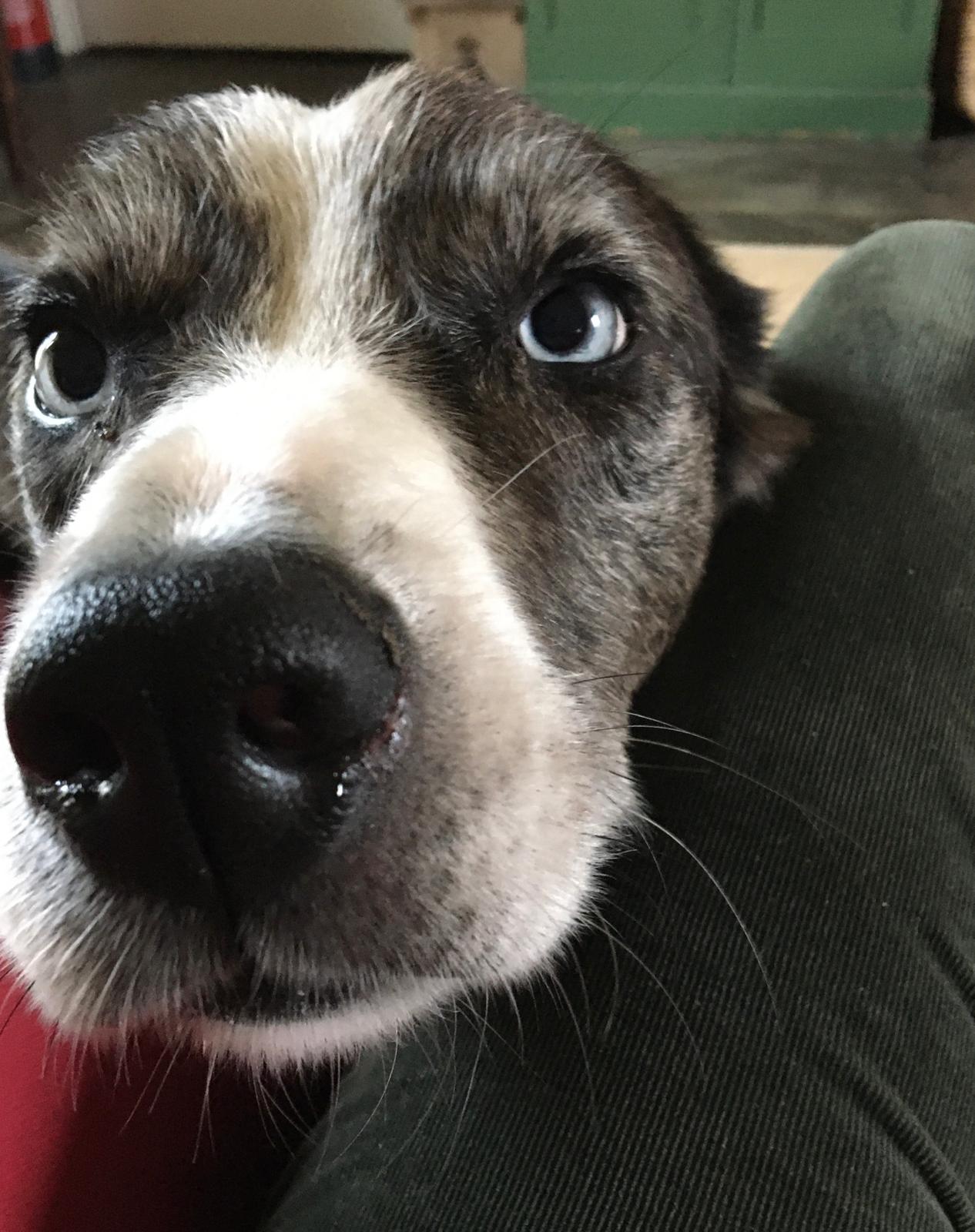 working sheepdog Blue has retired but still wants to work