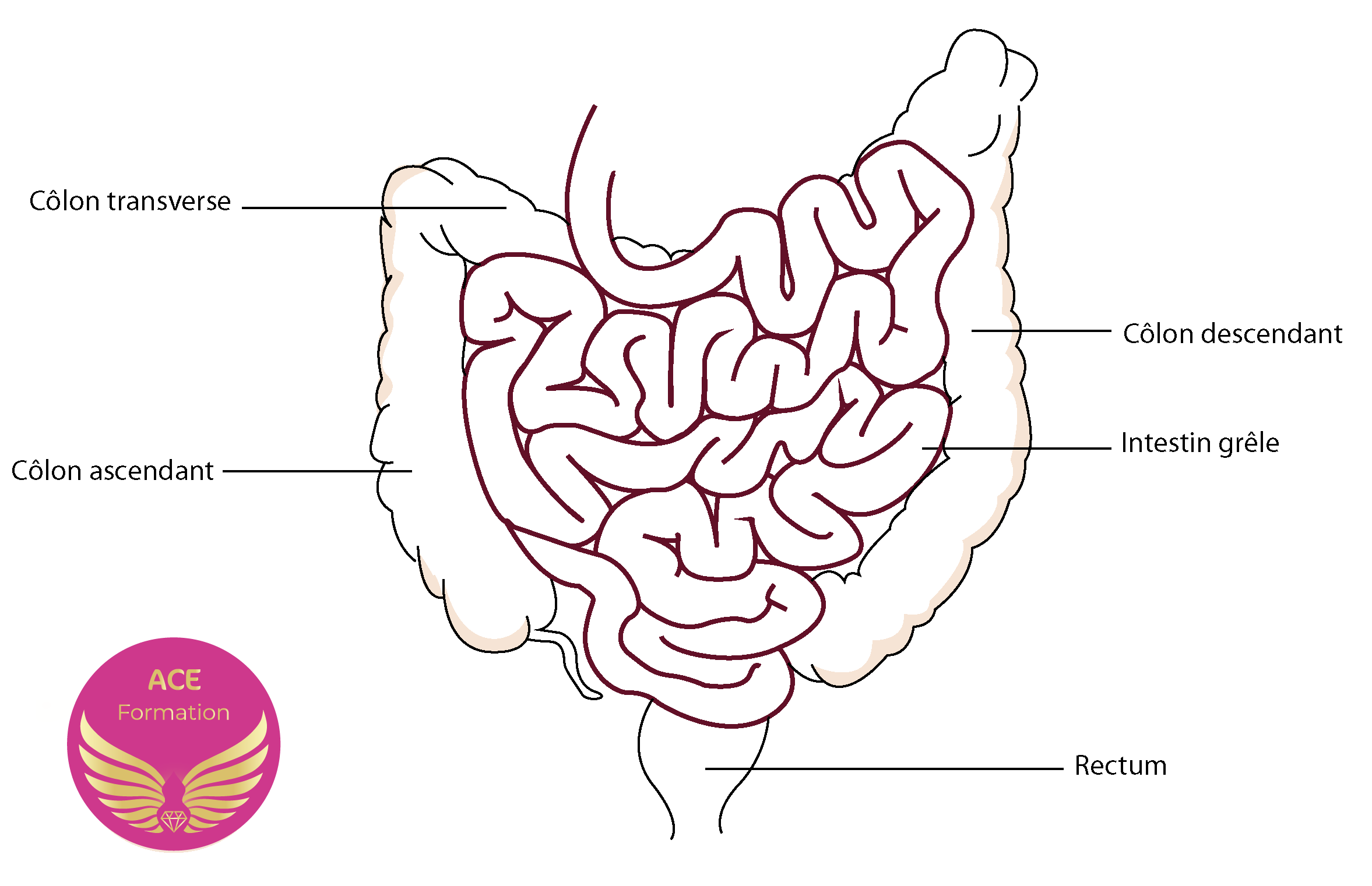 schéma du système digestif