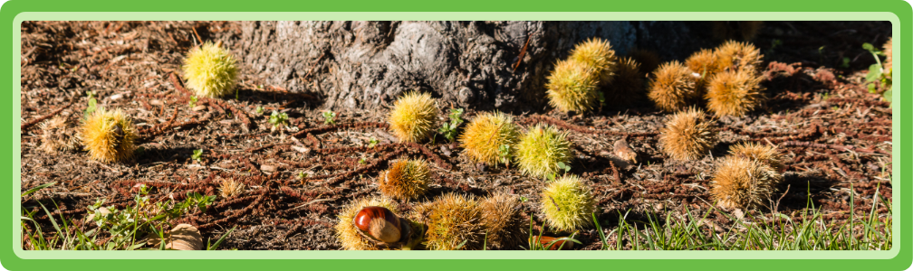 Een bospad bezaaid met de bolsters van de tamme kastanje