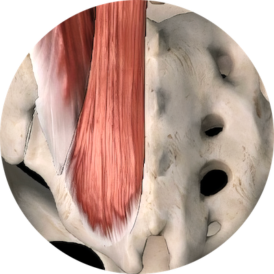 Create Havoc - Pelvis