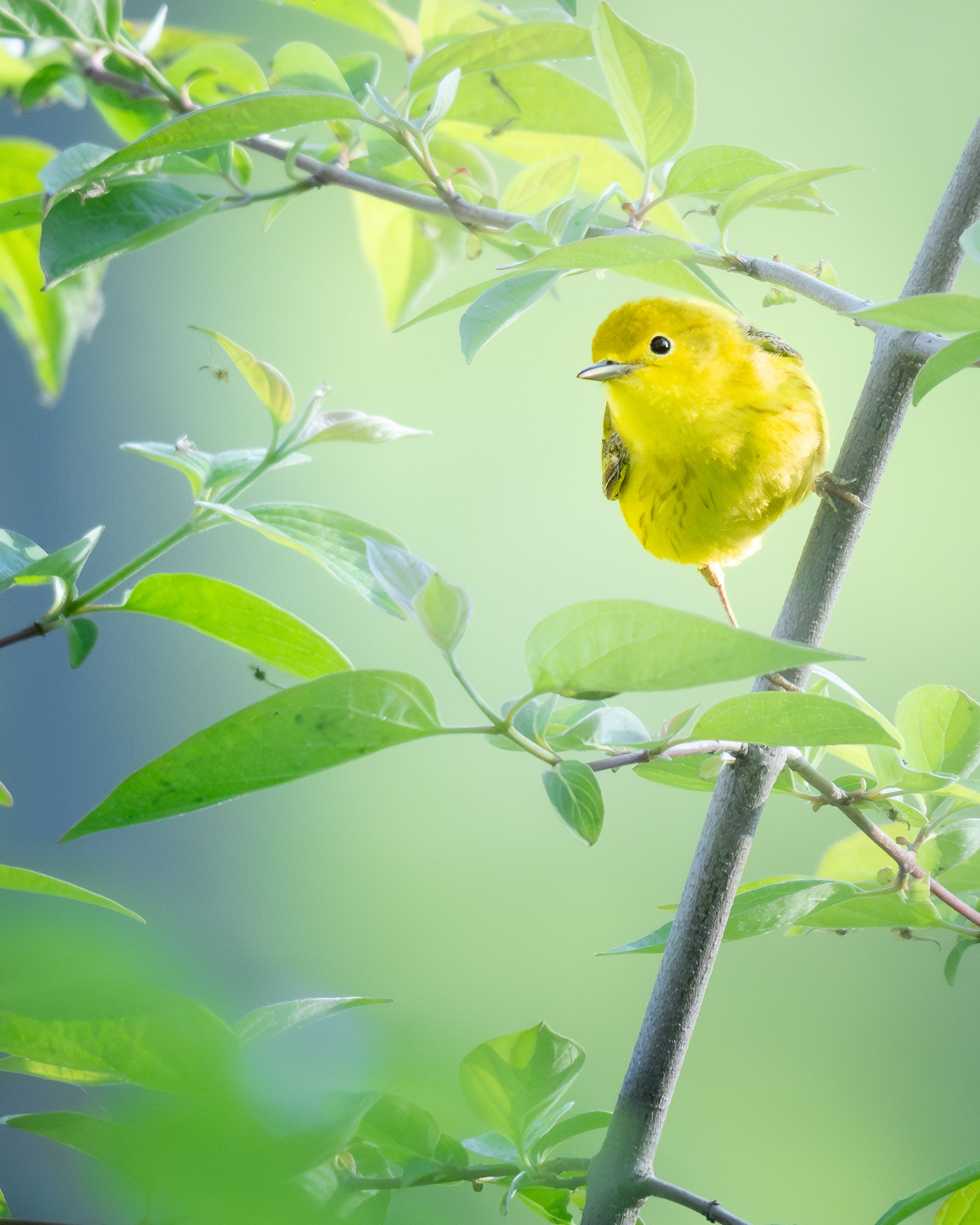 yellow warbler
