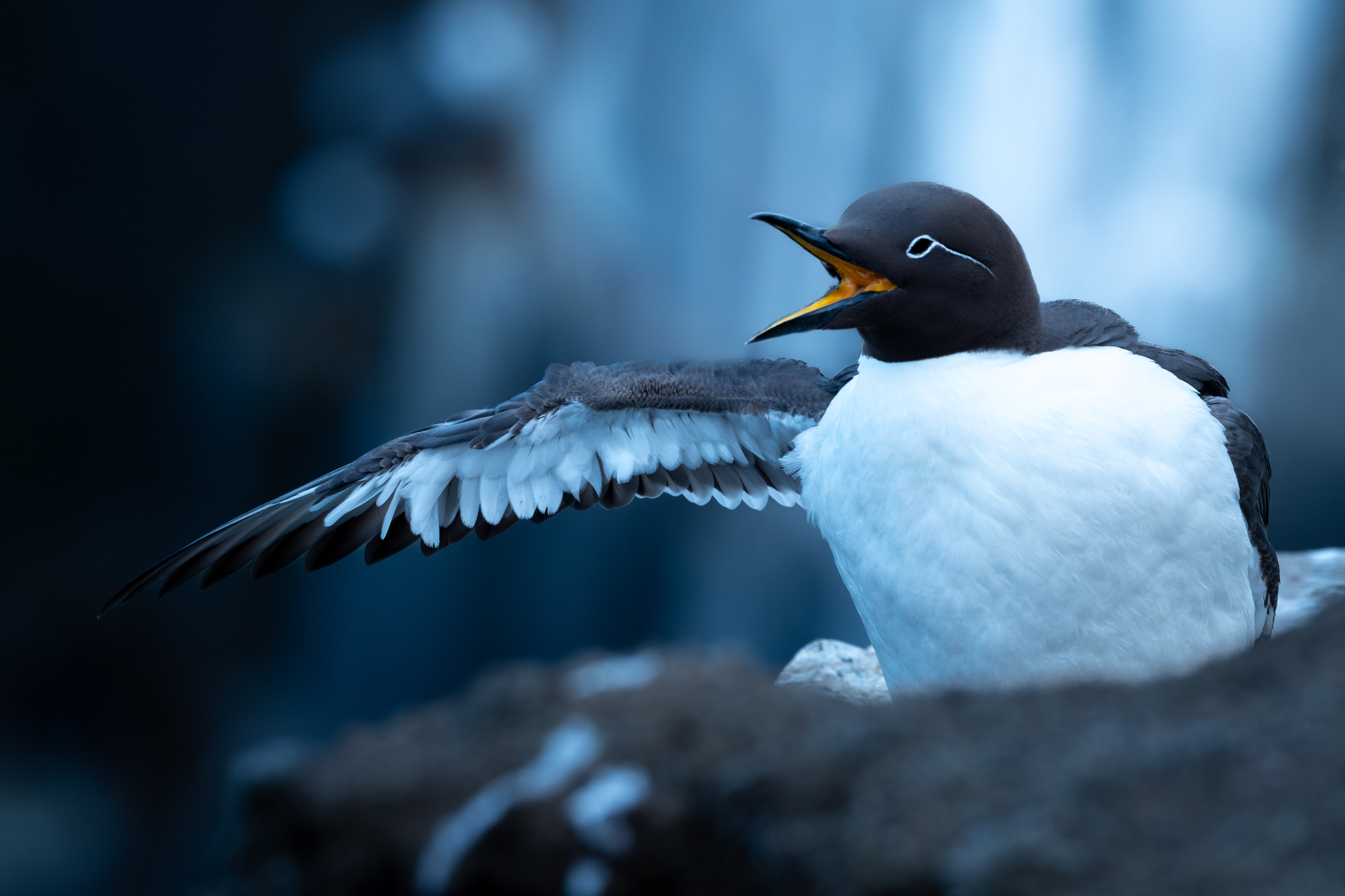 common murre