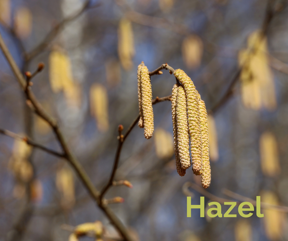 Hazel catkins livestock nutrition