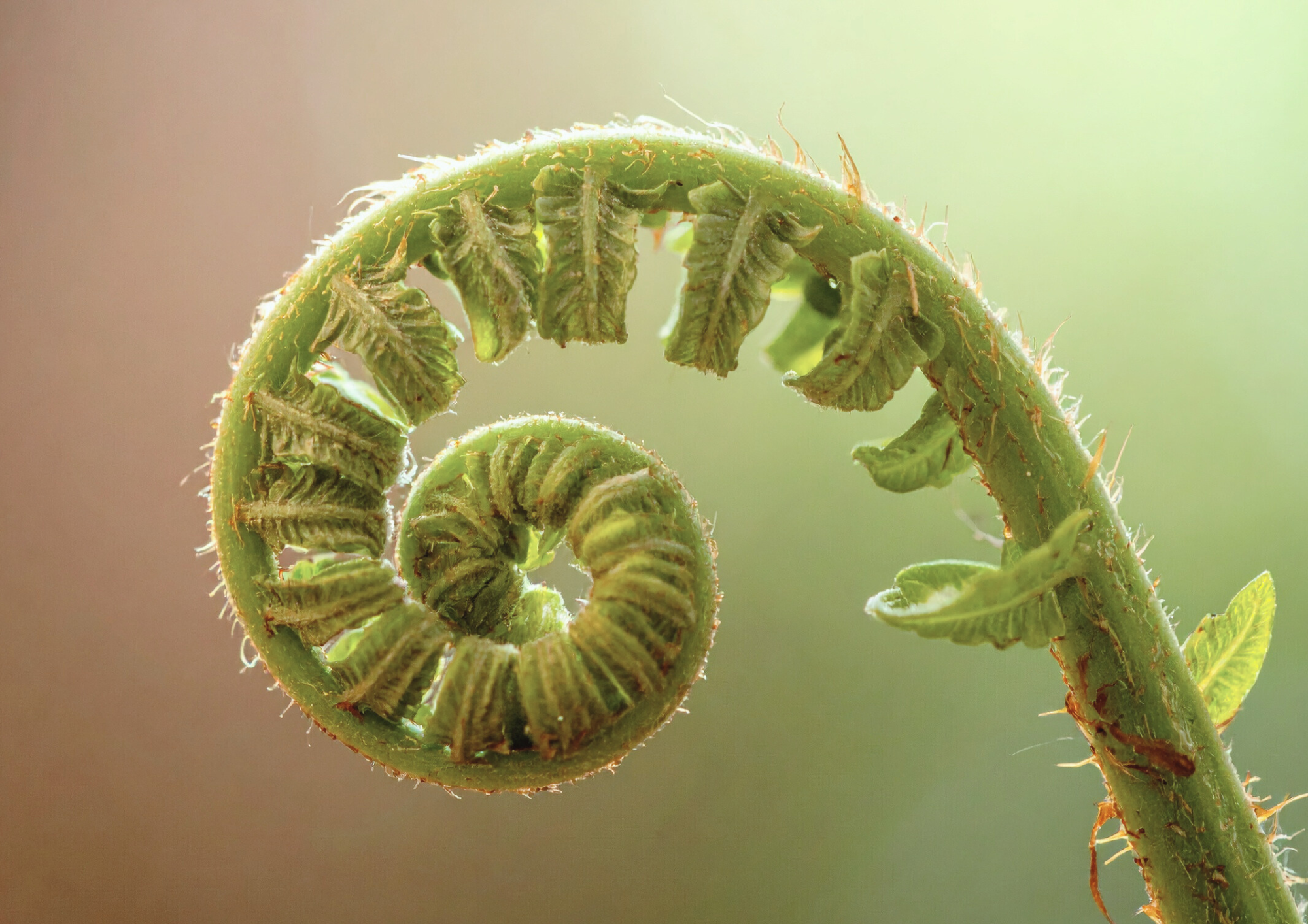 Une jeune pousse qui se déploie, symbolisant la naissance et le renouveau