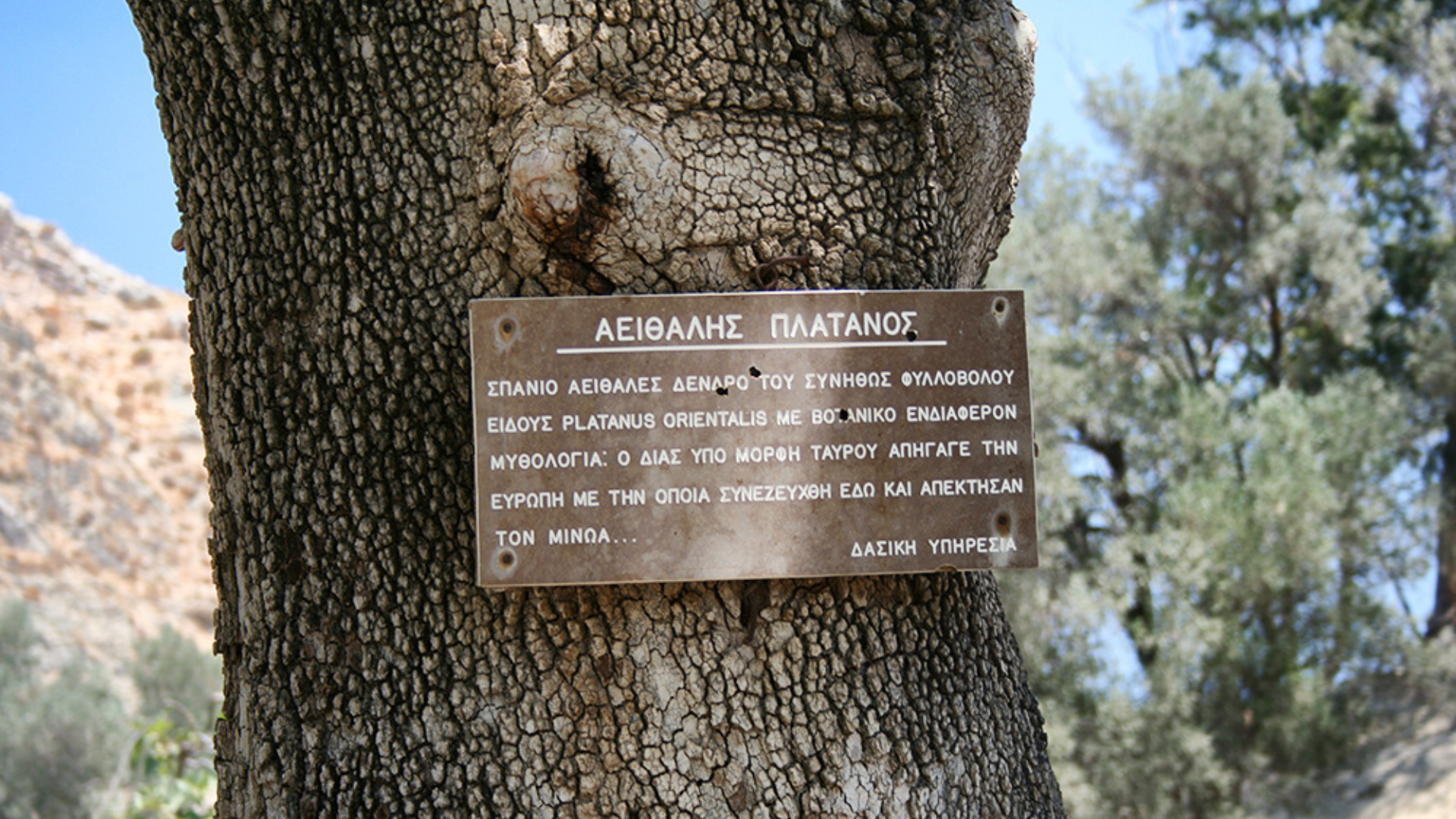 Plane Tree Gorytn Crete