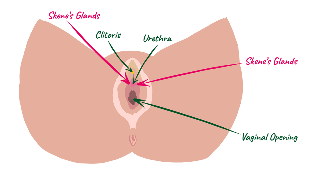 An illustrated diagram showing the Skene's Glands