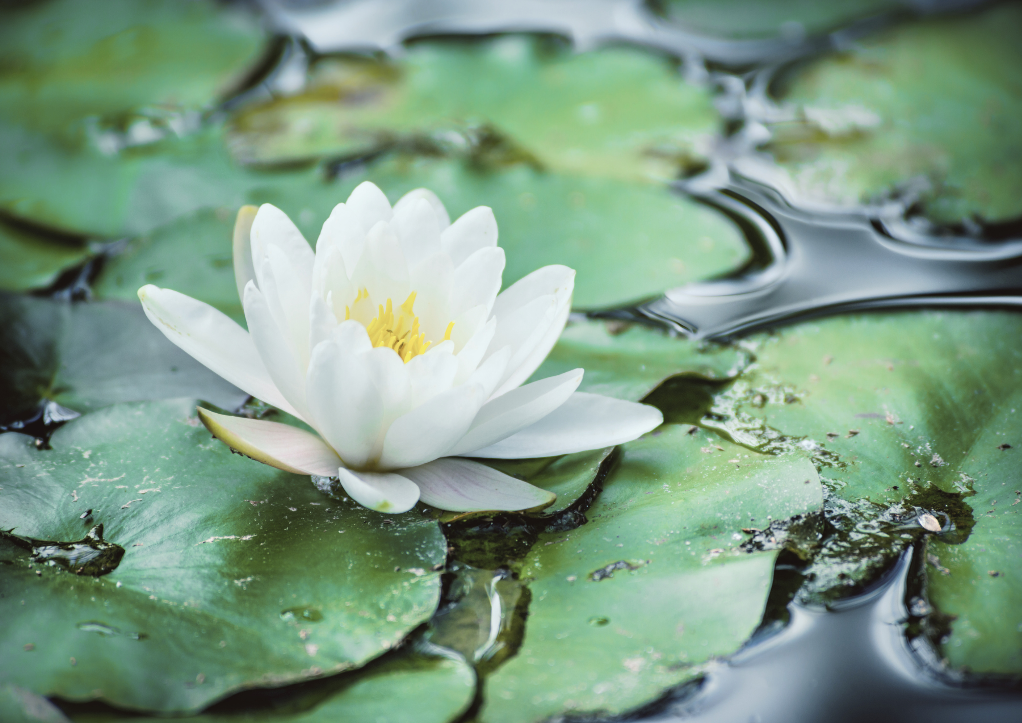 Laisser jaillir la joie