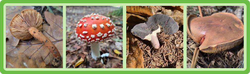 Wilde paddenstoelen groeien tussen mos en herfstbladeren in een Frans bos, badend in zacht ochtendlicht.