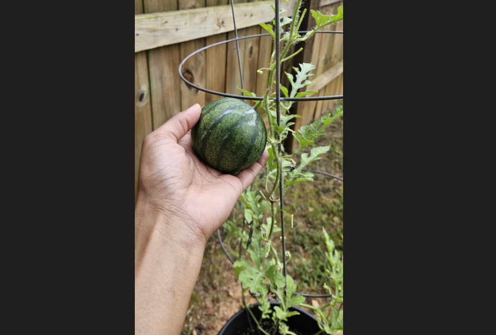 Hand holding a small watermelon growing on a vine in a backyard garden, symbolizing family learning and growth through unschooling.