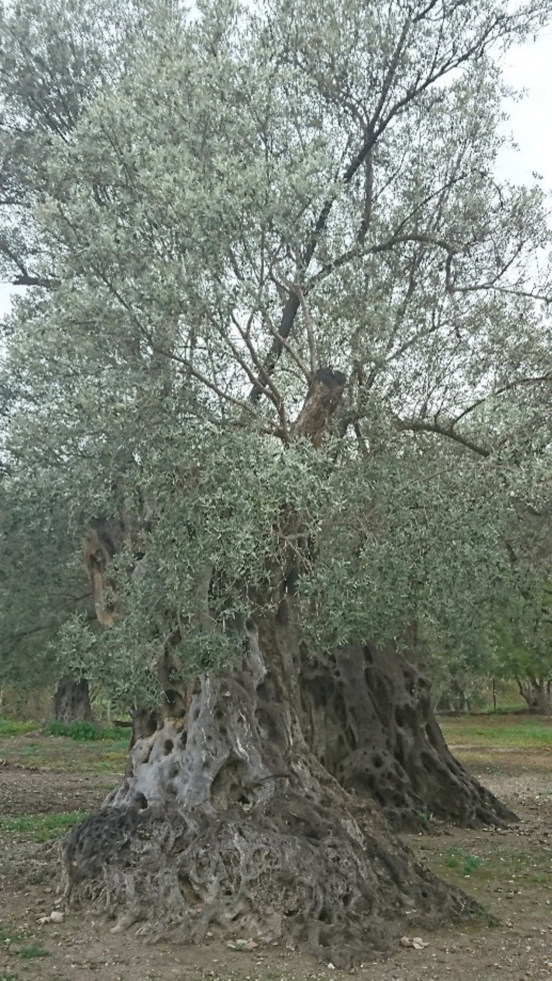 Ancient Olive Trees - Gortyn Crete