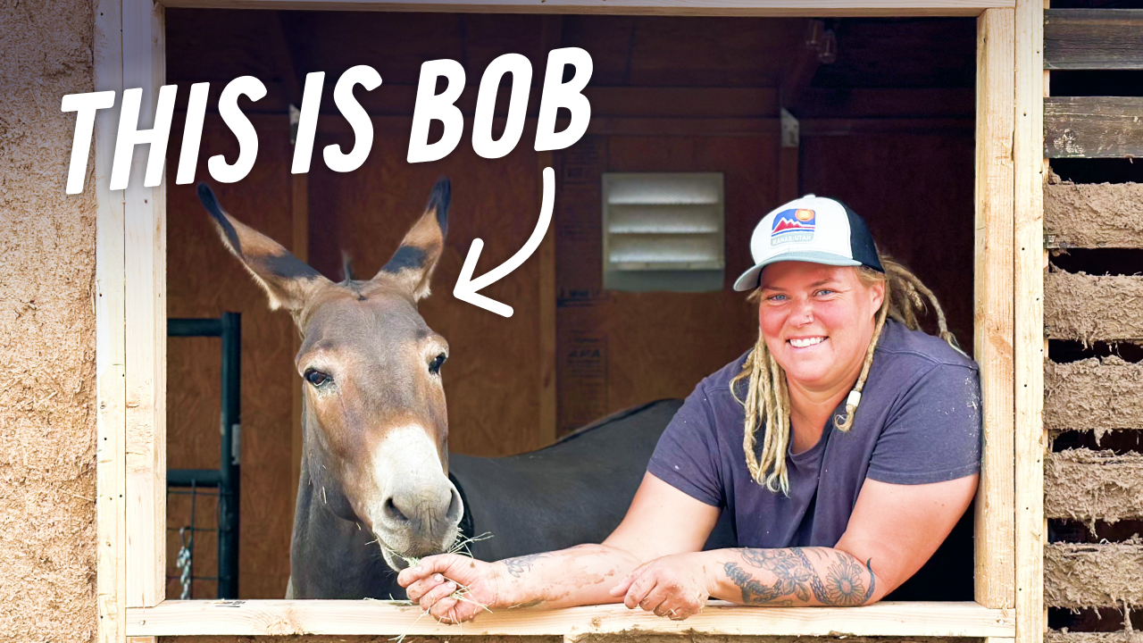 This is Bob