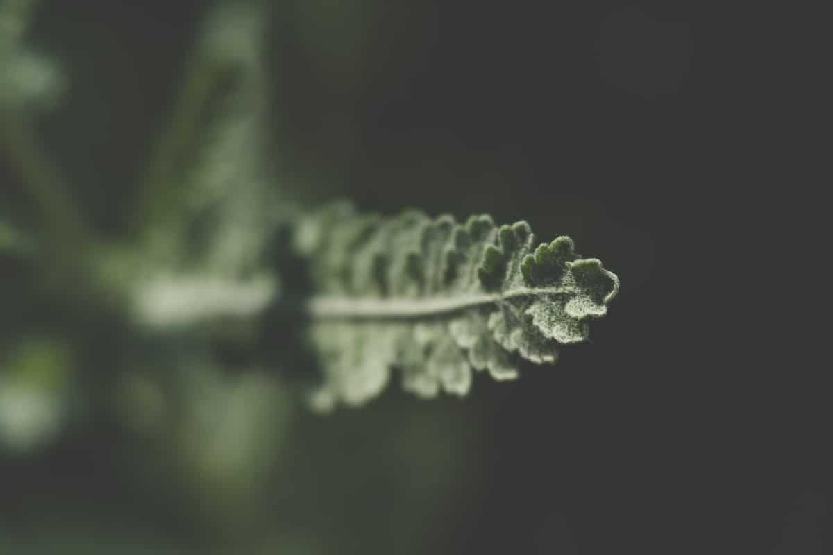 Green leaf with dark green background. A macro photography shot.