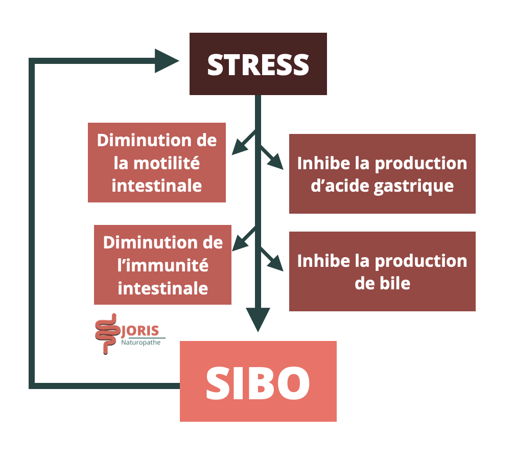 SIBO stress