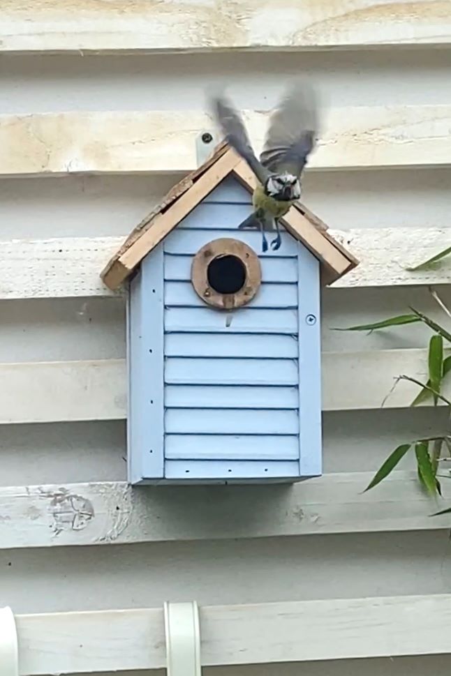 blue tit in bird box outside studio