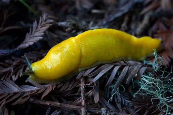 Limace jaune de Santa Cruz appelée Banana Slug