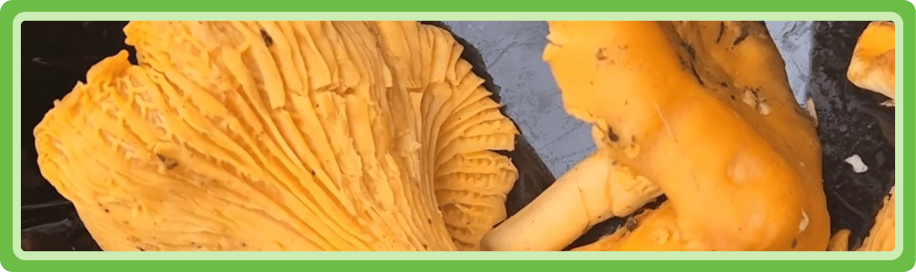 Wilde paddenstoelen die lichter verteerbaar zijn dan gekweekte paddenstoelen