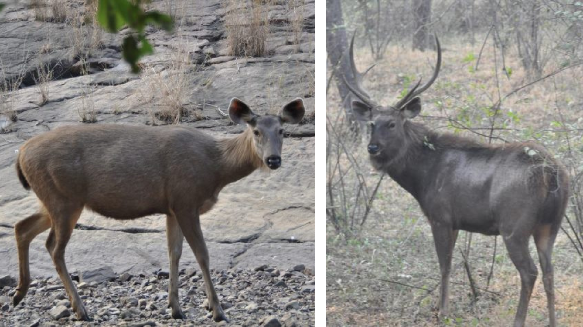 Ranthambhore Tiger Reserve NP