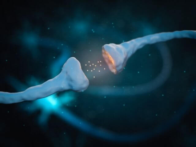 neurone tansmettant un message de vulvodynie