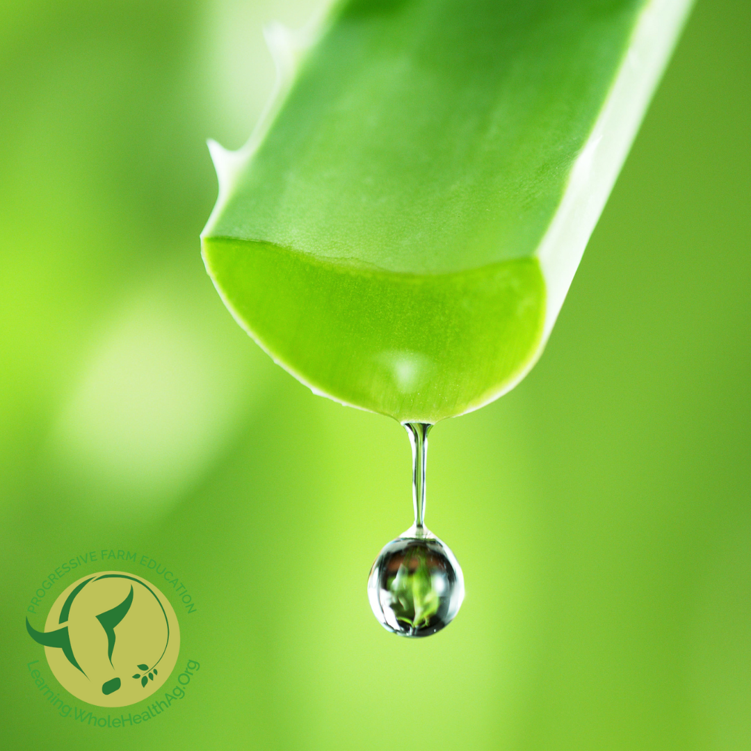 Aloe vera leaf oozing gel