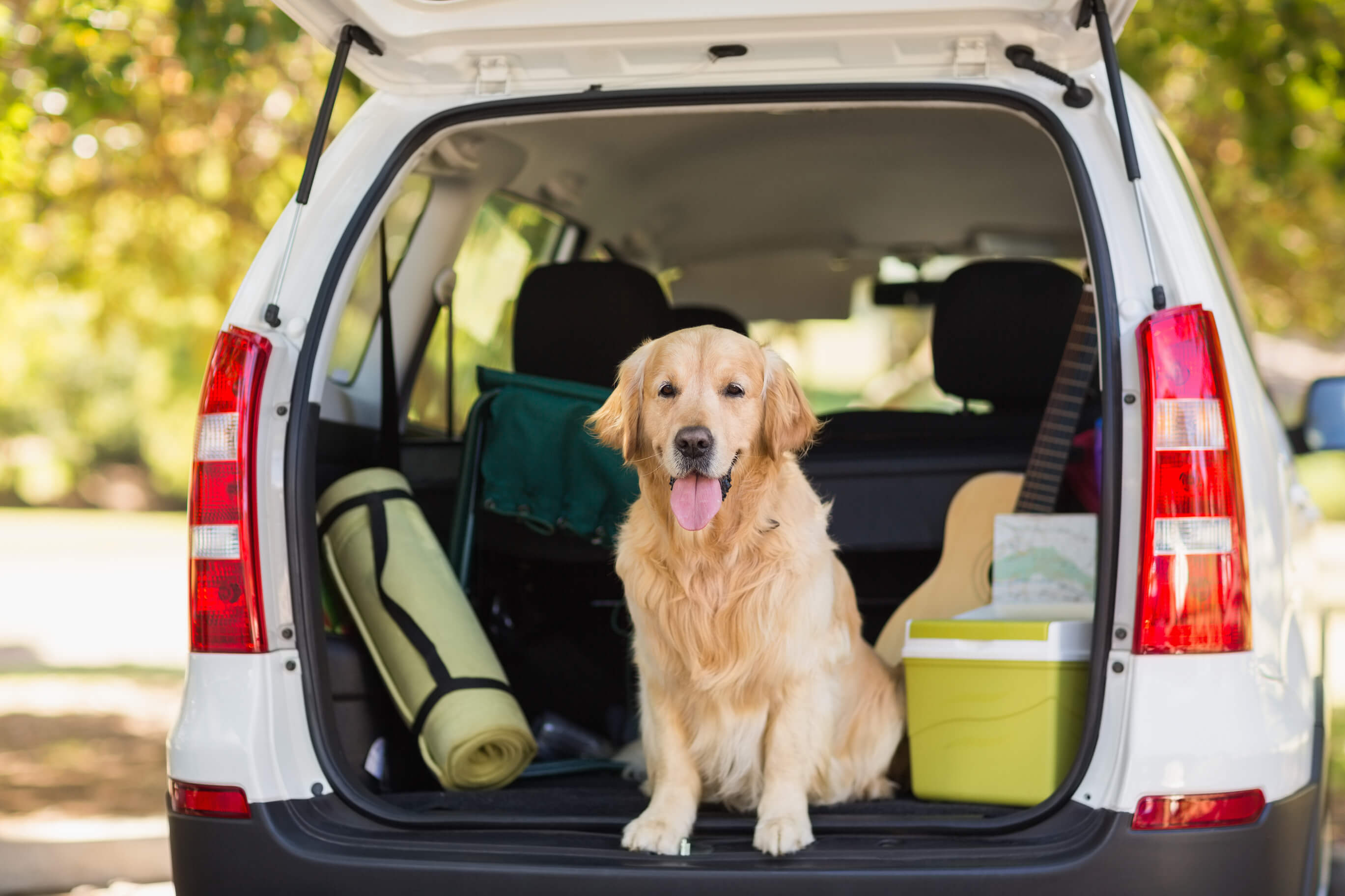 dog in car with Grab & Go Kits