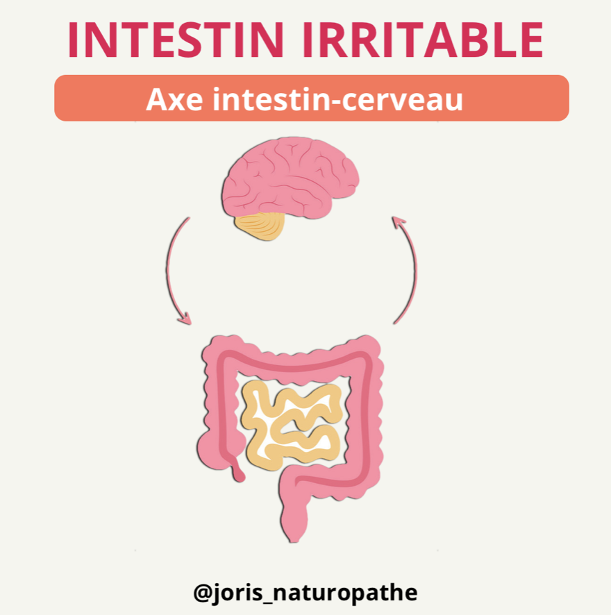 intestin irritable cerveau
