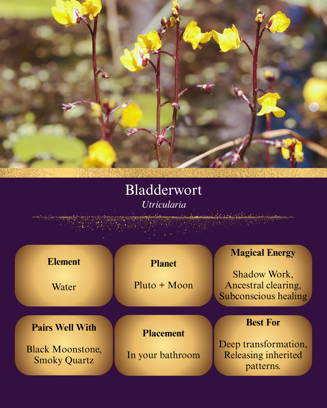 A digital graphic titled "Bladderwort (Utricularia)" featuring small, bright yellow flowers rising from a pond. Below, six gold boxes on a purple background detail its magical properties: Element (Water), Planet (Pluto + Moon), Magical Energy (Shadow Work, Ancestral clearing, Subconscious healing), Pairs Well With (Black Moonstone, Smoky Quartz), Placement (In your bathroom), and Best For (Deep transformation, Releasing inherited patterns).