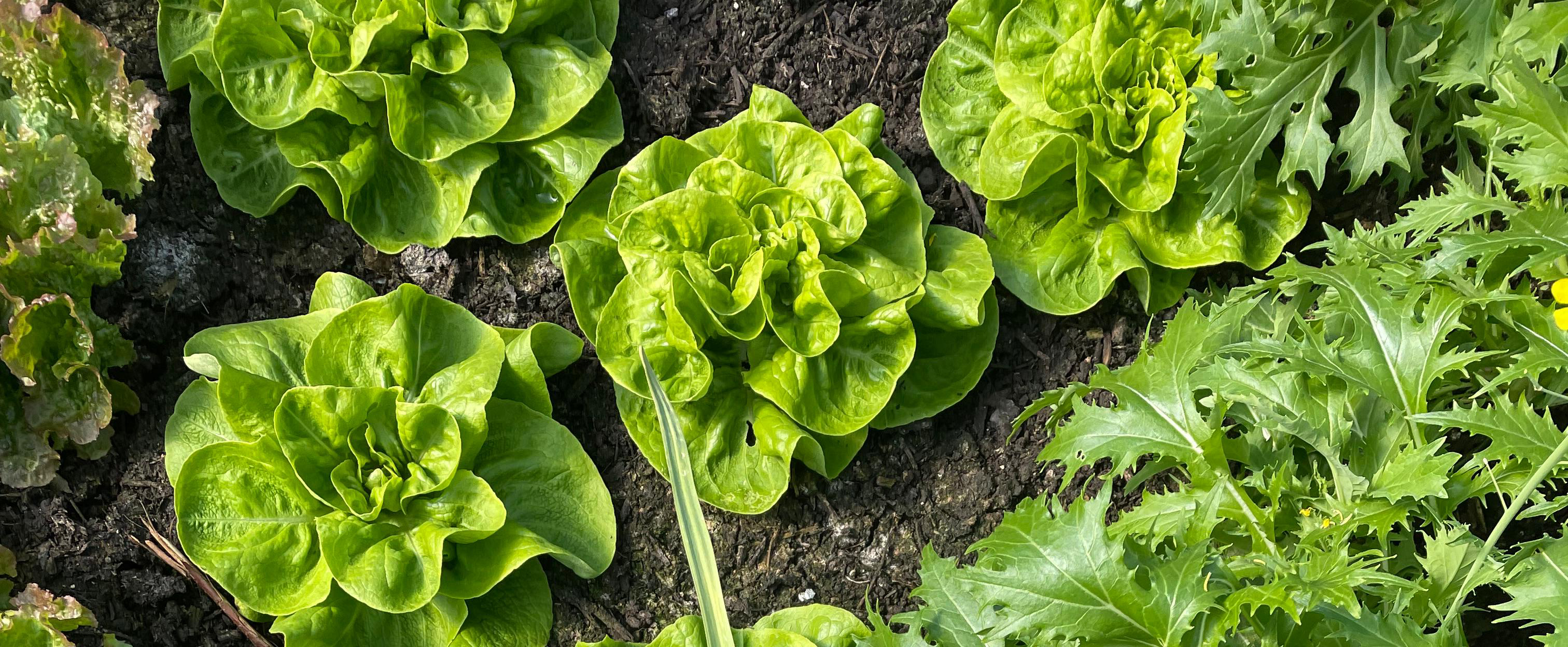 A crop of lettuce