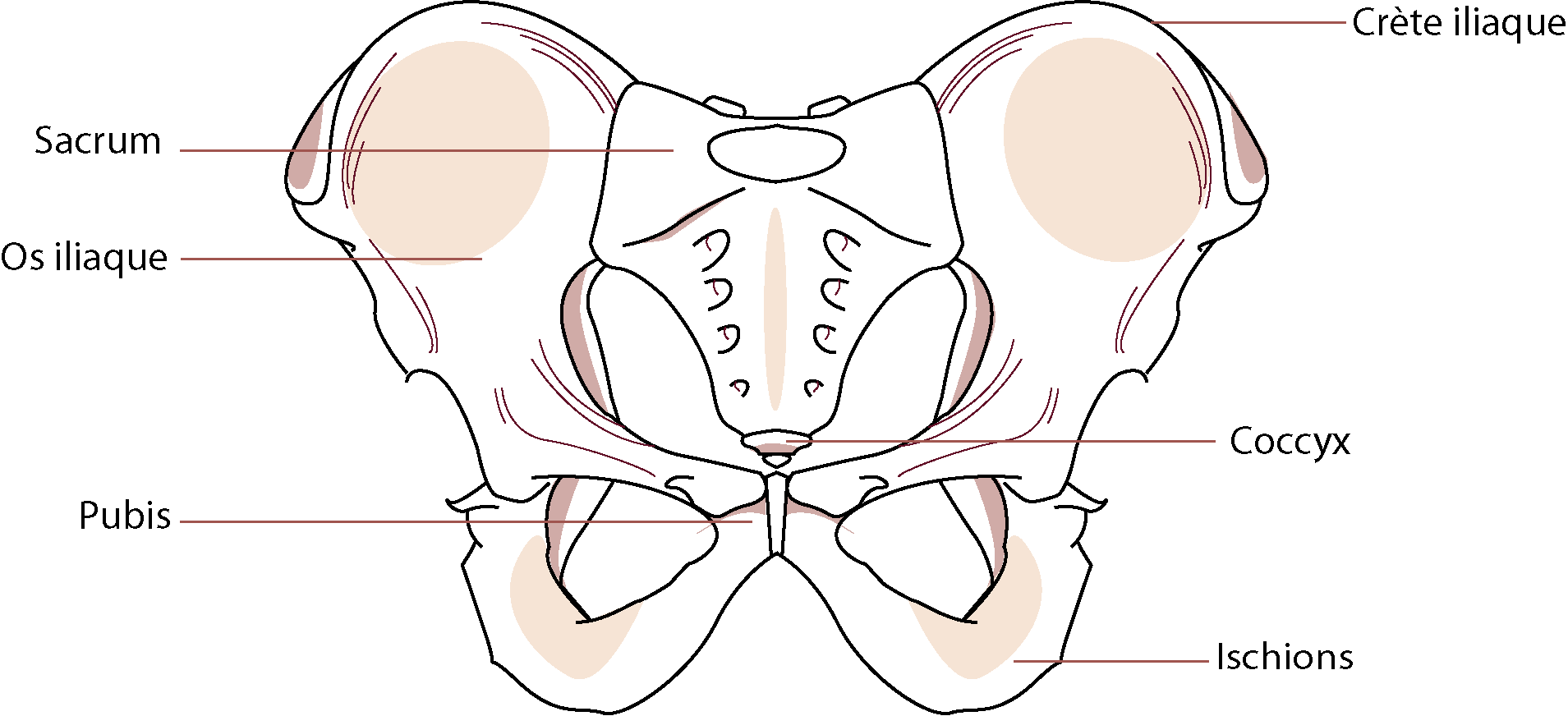schéma du bassin humain