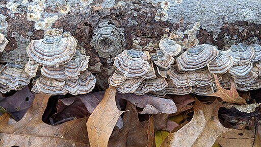 Turkey tail mushrooms