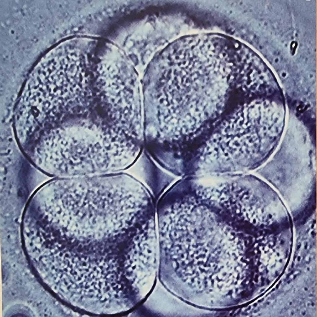 Day 3 embryo yang terdiri dari 6- 8 sel