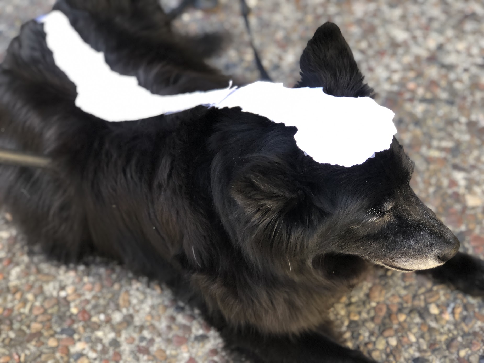 Aroma the dog-shaped skunk in HOMER PRICE by Robert McCloskey - LitWits Workshops creative teaching ideas