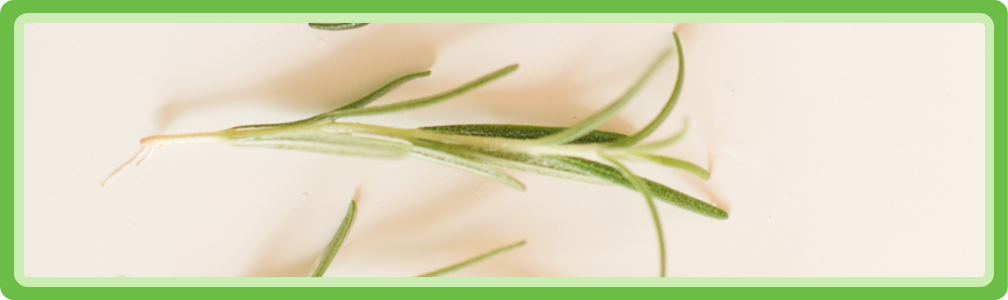 Stekken van Rozemarijn