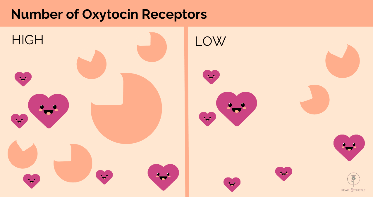 image showing high and low oxytocin receptors