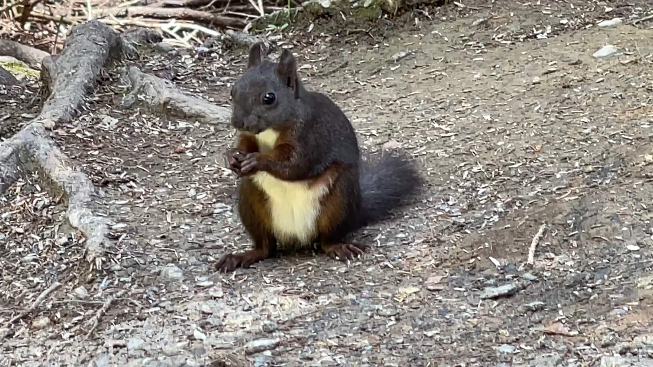 favie music travel arosa switzerland